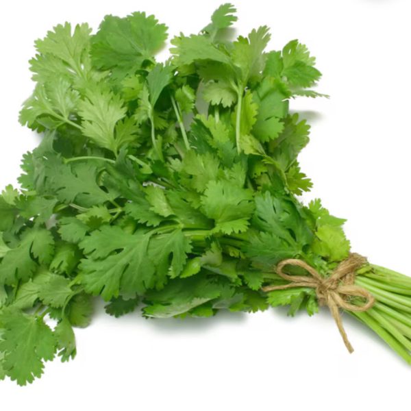 Fresh coriander Bunch