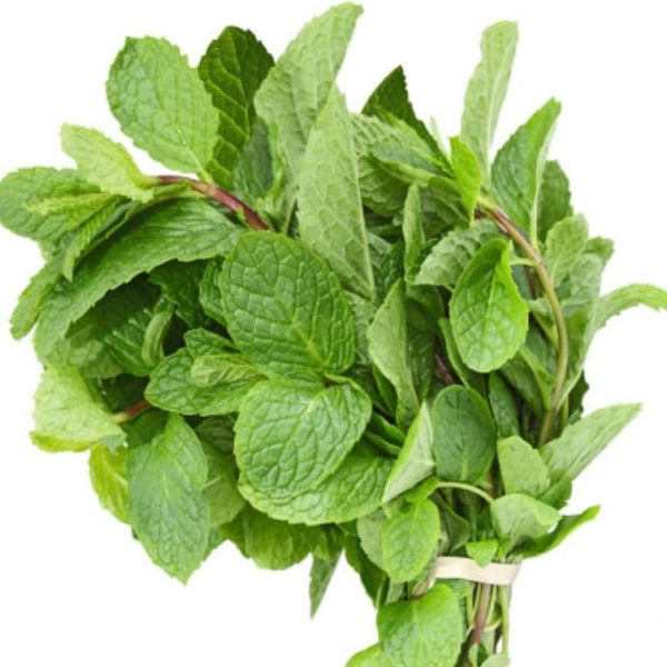 Fresh Mint